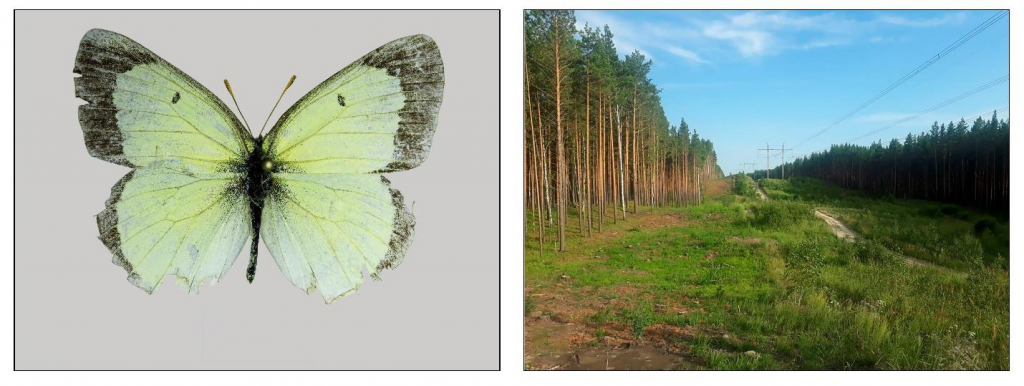 Colias palaeno, male, vicinity of Ozerki village, Talmenskiy district, Altai region, Russia
Credit: Nazar A. Shapoval
License: CC-BY 4.0