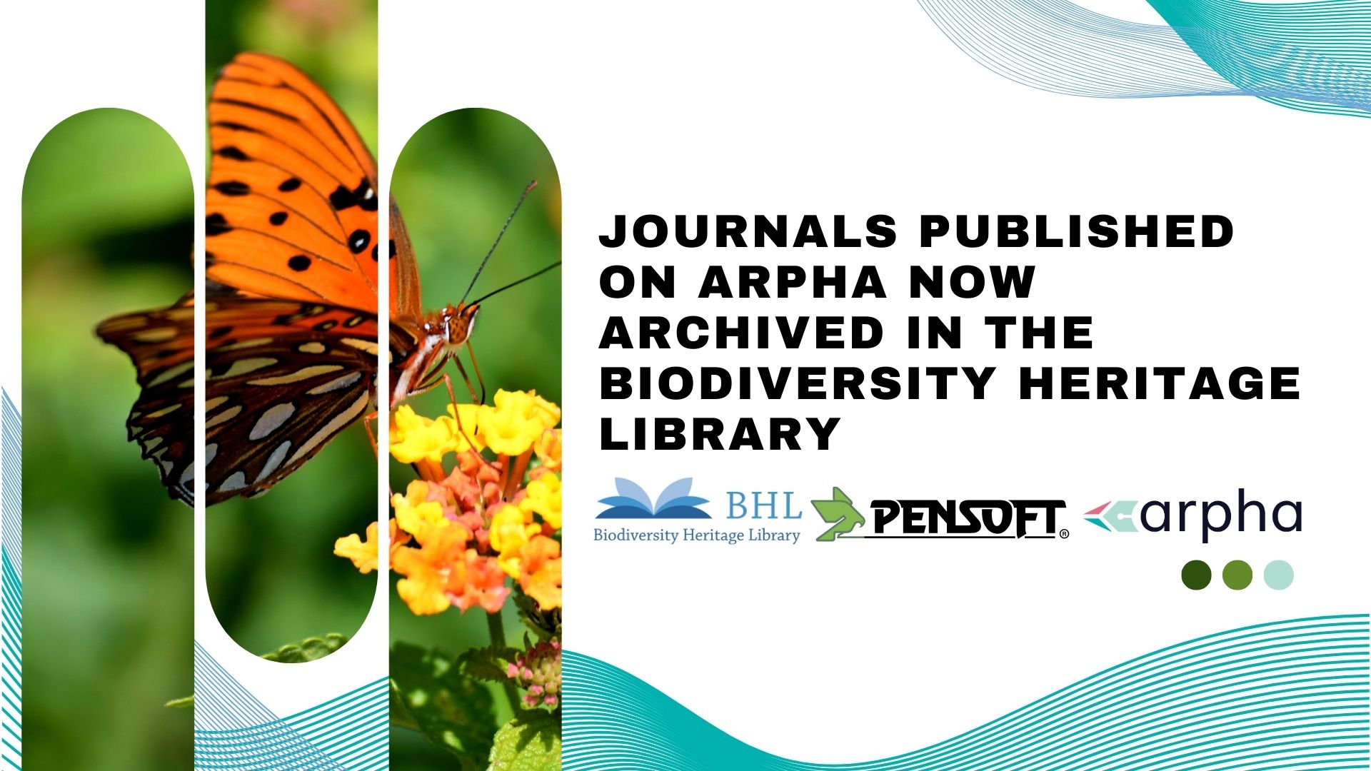A vibrant orange butterfly on yellow flowers, with text announcing archiving of journals in the Biodiversity Heritage Library.